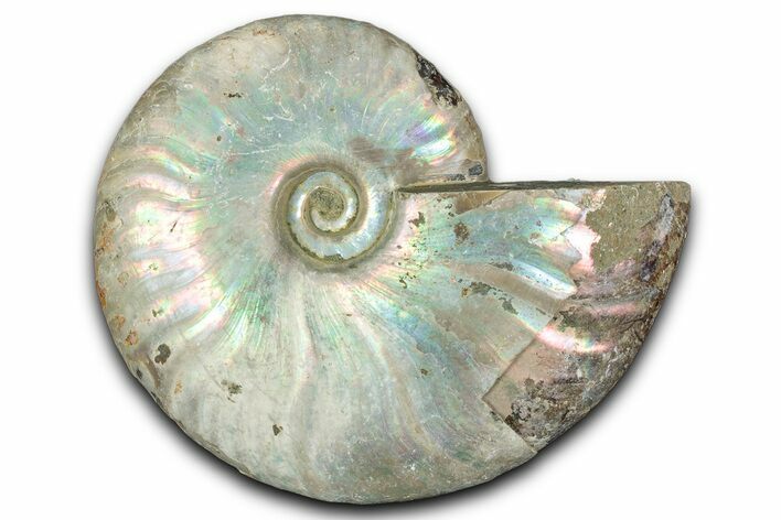Silver Iridescent Ammonite (Cleoniceras) Fossil - Madagascar #346732